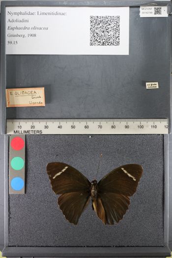 Media type: image;   Entomology 142748